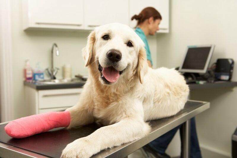 The pitfalls of pet insurance co-payments